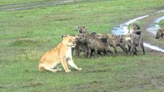 Hyenas surround Lioness and laugh!!