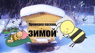 Пчеловодство дорога на пасеку 1 января 2020 года  Как зимуют пчёлы