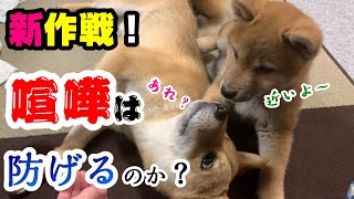 【喧嘩兄弟検証】場所を変えつつご飯をあげると喧嘩せずに仲良くできるのか？【子犬の柴犬と先住犬】