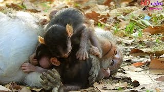 Oh no don't hurt my eye ! Dax tries stop milk newborn Sami | Pity Sami why Dax do like this?