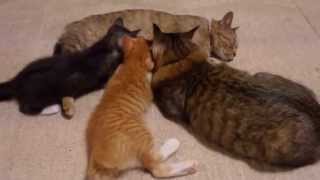 乳離れする気なし!　-There is no mind to be weaned away!-