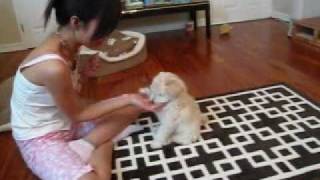 My puppy Lychee doing tricks