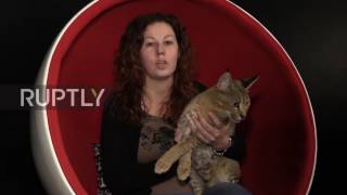 Russia: World's rarest cat breed worth €22,000 presented in St Petersburg