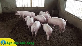 Làm giàu từ mô hình nuôi heo (lợn) bằng đệm sinh học