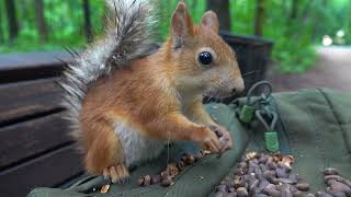 Копия Длинноухого опять урчит / About a Copy of Long - Eared