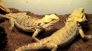 Parade pogona
