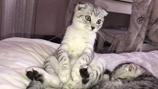 What is wrong with my cat!?!