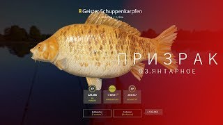 РУССКАЯ РЫБАЛКА 4 | RF4 - КАРП - ПРИЗРАК, ОЗ.ЯНТАРНОЕ