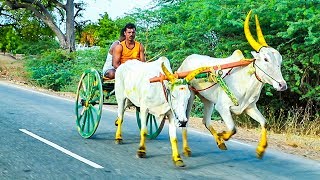 pusanur naddu Mattu vandi race(09-07-2019) jawaharstudio