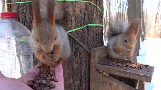 Утро. Зарисовка с белками / Morning. A sketch with squirrels