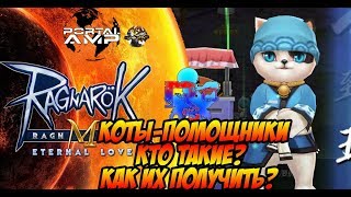 Коты помощники в Ragnarok M: Eternal Love Гайд.