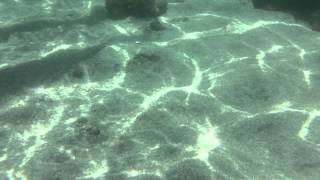 Mergulho livre com snorkeling na praia de Porto de Galinhas-PE (by Halysson Nóbrega) 23/11/14