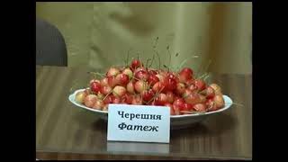 Сорта вишни и черешни для Подмосковья и Центрального региона России