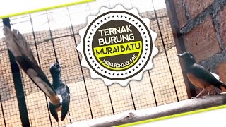 SUARA BURUNG : Ternak Murai Batu Pasaman Gacor Full Isian