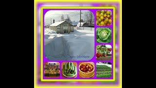 Огородничесво. Выпуск #41 - Фото Слайд-Шоу под Музыку. Наш Урожайный Огород на Аляске.