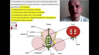 Последовательность этапов индивидуального развития однолетнего покрытосеменного растения из семени