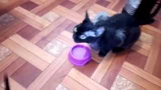 Кошка учить пить воду котят