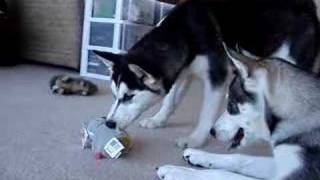 Siberian pups playn with singin mouse