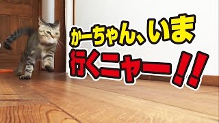 人間を追いかけまわすヤンチャな猫たち！〜Cats chasing humans！〜
