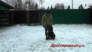 Дрессировка собак. Ротвейлер Гектор, общий курс дрессировки