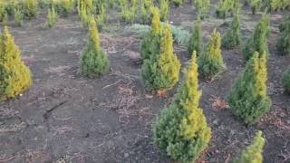 Ель канадская Коника | Plante.md