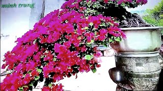 (trực tiếp hiện trường) buổi sáng thông tin SAU KHI TUẤN KHỈ BỊ BẮN CHẾT | MINH TRUNG