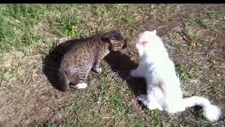 Полный угар #1 (коты ругаются матом, ворона разговаривает) xD