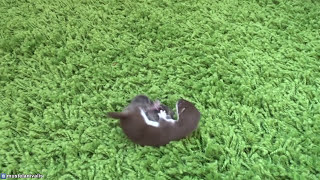 Месячный детёныш ласки и мышь - One month old baby weasel(Mustela Nivalis) and mouse.