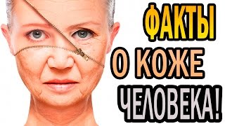 ИНТЕРЕСНЫЕ ФАКТЫ О КОЖЕ ЧЕЛОВЕКА