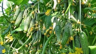 КАК ЛЕГКО ПОЛУЧИТЬ СУПЕР УРОЖАЙ ОГУРЦОВ!ОГУРЕЧНАЯ ГРЯДКА!