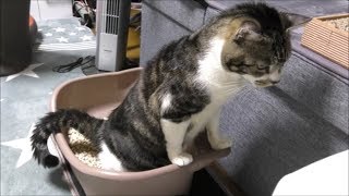 猫の気ままで平和な一日☆リキちゃんの一日を密着☆ご飯食べたり、おトイレに行ったり・・・暇があれば寝ていますｗ【リキちゃんねる　猫動画】Cat video　キジトラ猫との暮らし