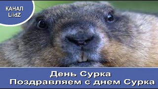 День Сурка Поздравляем с днем Сурка