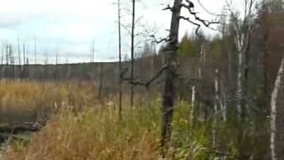 Сброс отходов на золоотвале Северской ТЭЦ. (2008 10 12)
