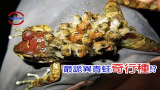 [TOP5]數個罕見青蛙奇行種!攻擊性最強青蛙~能自我復原並自斷骨頭攻擊敵人的金鋼狼蛙(下)