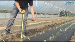 Low Tunnel Installation with Mechanical Transplanter | Dubois Agrinovation