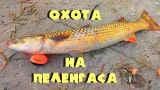 Охота на пеленгаса в Ростове-на-Дону.