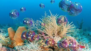 Free Bubbles Screensaver 4K UHD