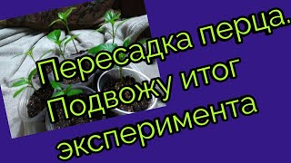 Пересадка перца .Подвожу итог эксперимента