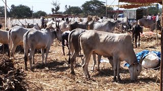 Kyamenahalli cattle fair 2020 Part 2