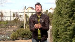 Хвойные растений (тис и другие). Загородные премудрости. Выпуск 45