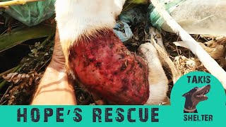 Puppy found skinned alive but got rescued and recovered after 4 operations- Hope - Takis Shelter