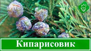 ? Растение кипарисовик – посадка и уход; виды и сорта кипарисовика; выращивание кипарисовика