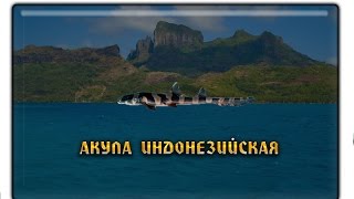 Русская рыбалка 3.99 Акула индонезийская заработок денег и опыта