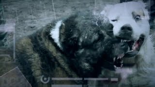Собачьи бои без правил и как сложилась жизнь страусов Януковича - Инсайдер