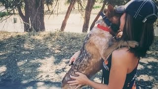 9MO OLD AUSTRALIAN CATTLE DOG 'TYR', 2 WEEK BOARD AND TRAIN PROGRAM