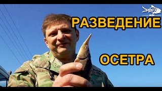 Разведение осетра и веслоноса