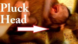 Million Hurt!!! Baby Daniela is extremely cries hurt head | Who plucks  Daniela's head like this