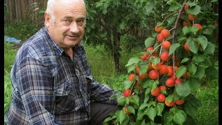 6. В. Железов. Урожай 2016. Персик Шлихта, абрикосы Курдюмов, Артём и гость в саду А. Сафронов