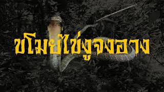 ขโมยไข่งูจงอาง