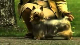 Silky Terrier - Chapter 1